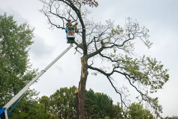 Best Commercial Tree Services  in Alderton, WA