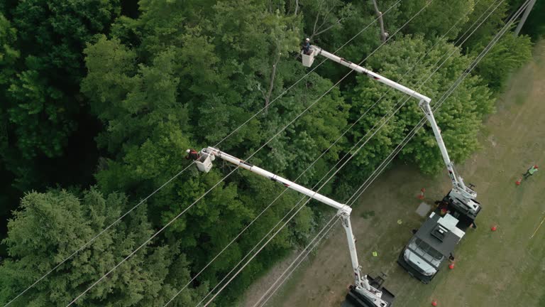 How Our Tree Care Process Works  in  Alderton, WA