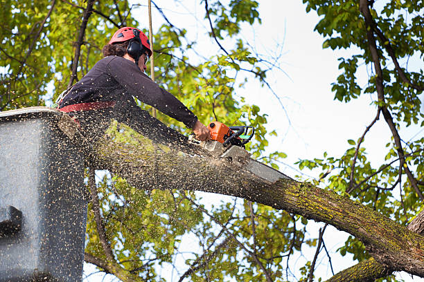 Alderton, WA Tree Services Company